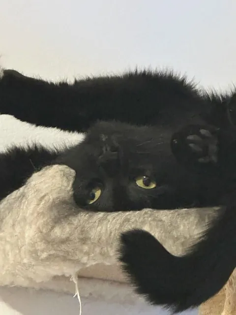 Link relaxing after after yelling at birds