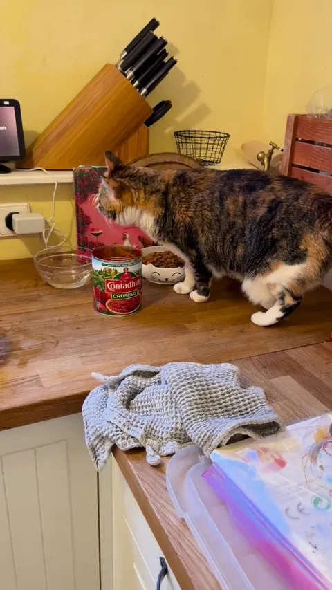 My rescue, Gertrude, apparently likes crushed tomatoes 