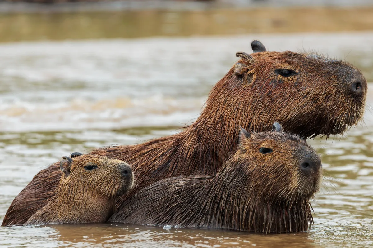 Self Drive Trip along the Transpantaniera Highway in the Brazilian Pantanal