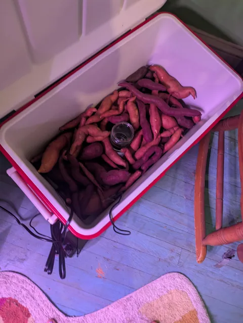 First time growing sweet potatoes!