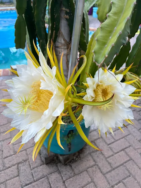 Such beauty - Costa Rica Dragon Fruit Flowers