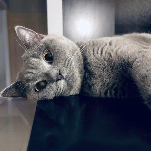 Woke up from a nap to find this cutie staring at me 🥹