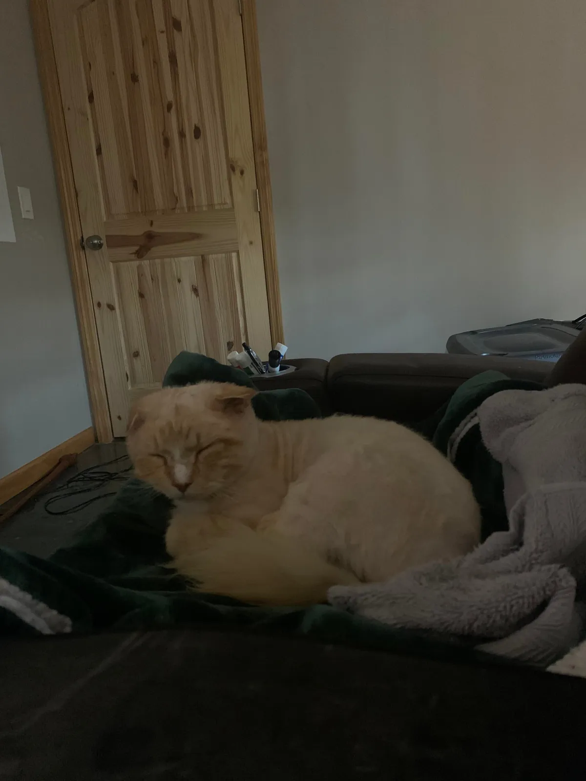 The transformation of Finnegan from forest cat to pampered city kitty