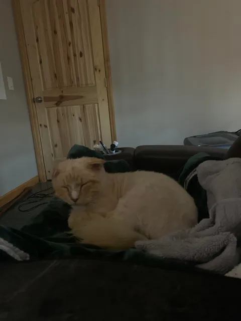 The transformation of Finnegan from forest cat to pampered city kitty