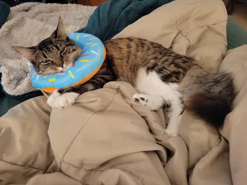 Update on Bean: she kept taking off her cone, so she's a donut now.