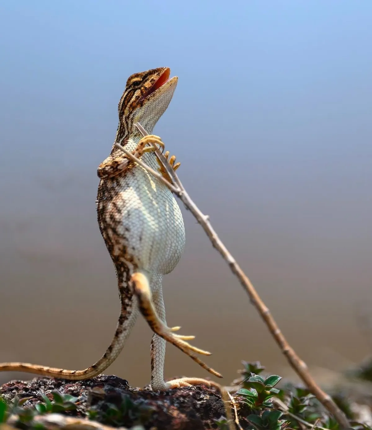 🔥 The Nikon Comedy Wildlife Awards 2024