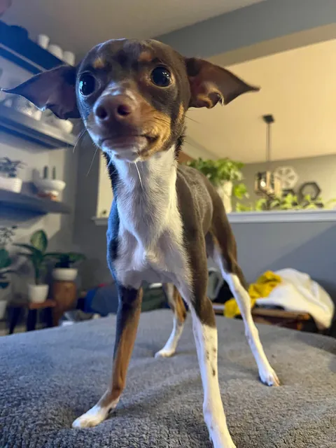 *Technically* Beans is a meerkat, and she only has 2 brain cells, but she’s real sweet so we decided to keep her