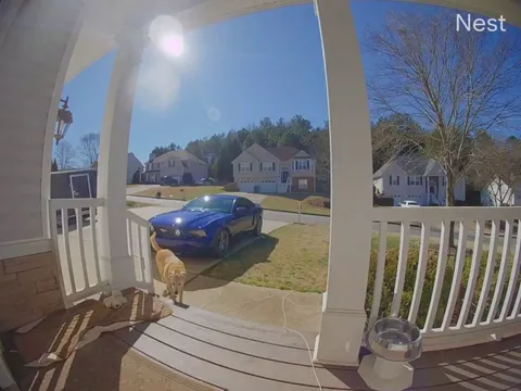 You know times are getting rough when the neighbor’s dog resorts to thievery