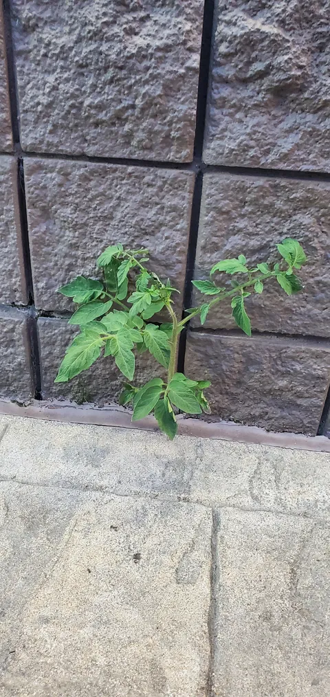 This tomato growing out of a burger king is looking better than some of the ones Im growing at home