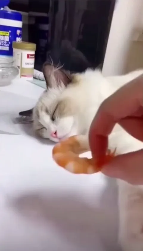 When your dreams come true