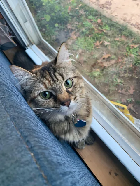 This is Lia caught in attack mode