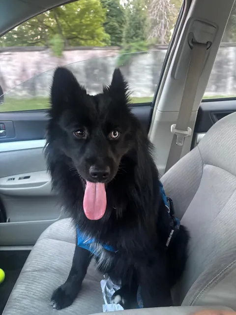 Thanks for checking in, I’d say he’s doing quite well! 3 months with my best friend. Time flies when you’re having fun!