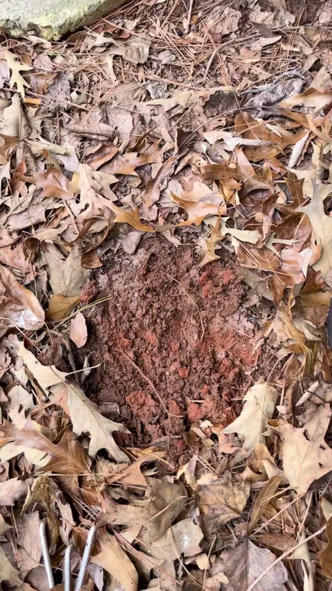 Digging for worms and came across a dormant cicada