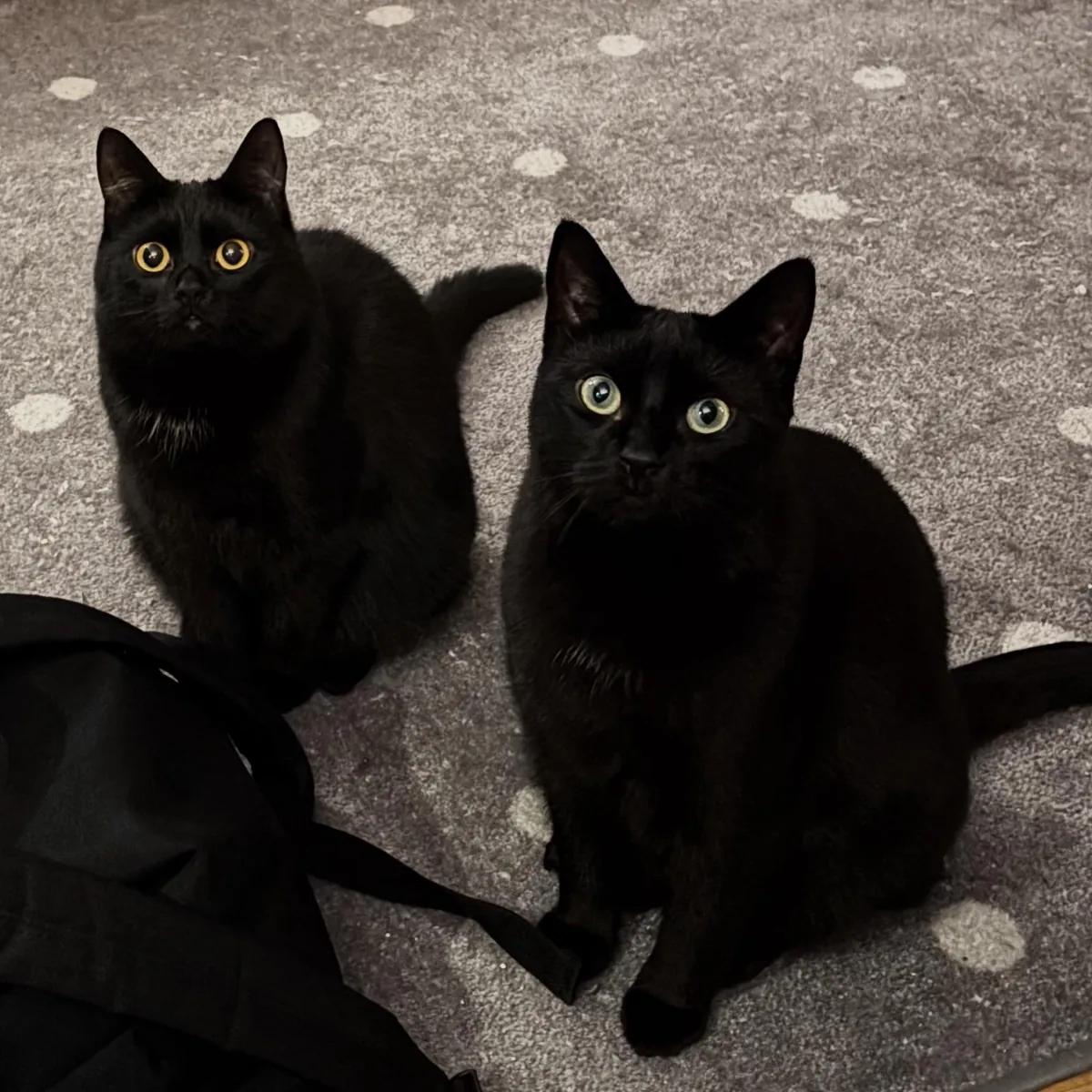 Brothers from different mothers