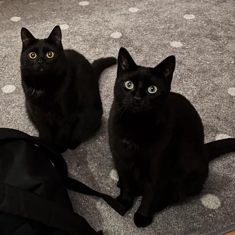 Brothers from different mothers