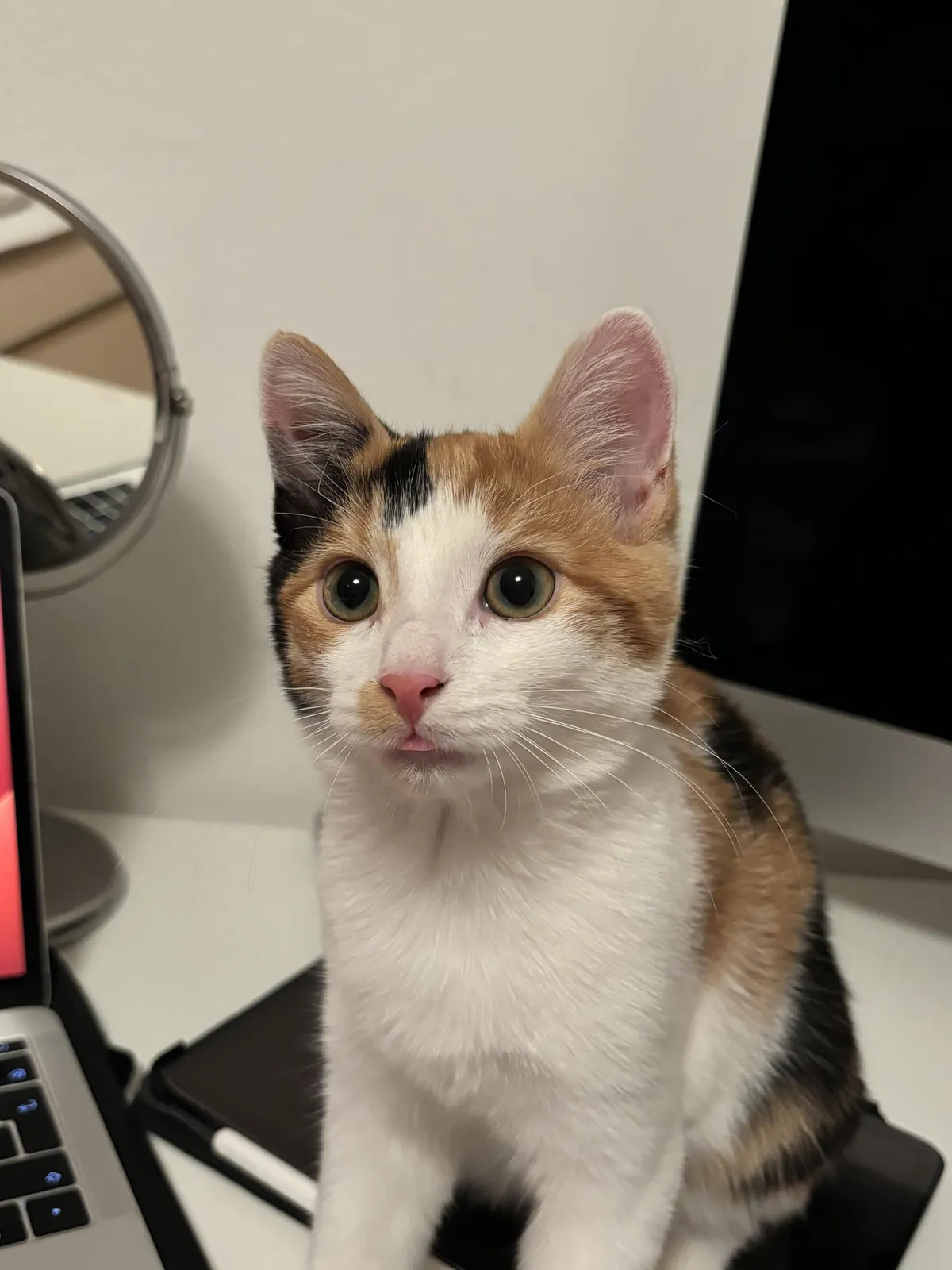 Cat keeps sticking her tongue out