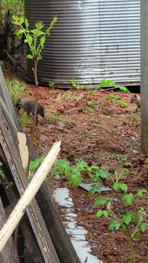 We noticed a litter of baby foxes at my work last week.