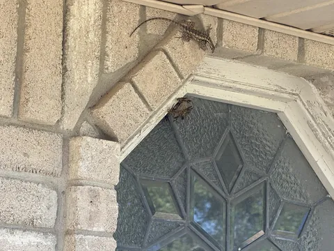 This lizard hangs out by this wasp nest outside of my window a lot.