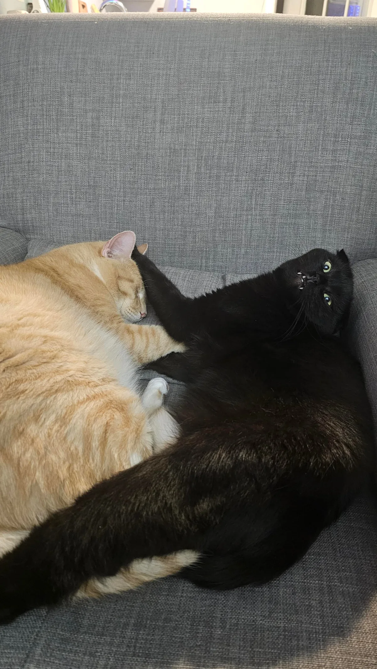 Are my cats ...okay? be honest