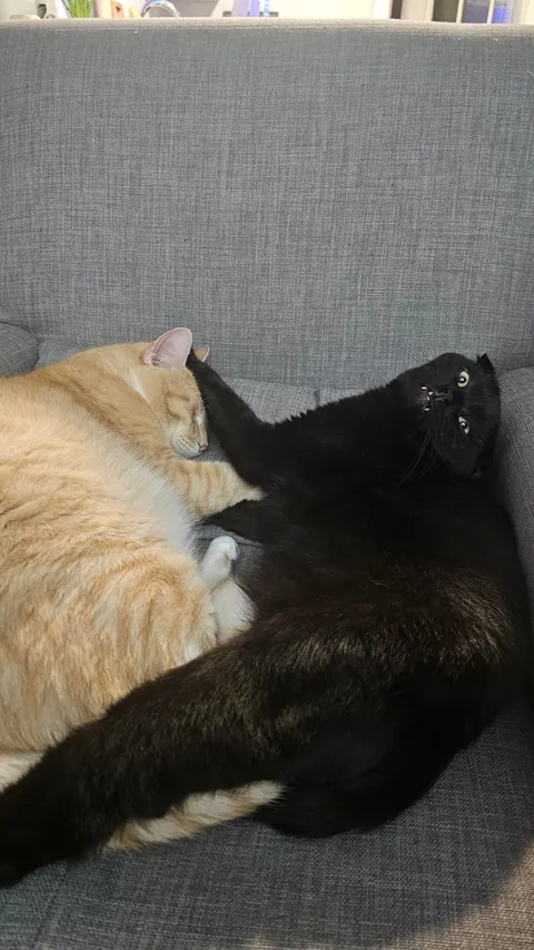 Are my cats ...okay? be honest