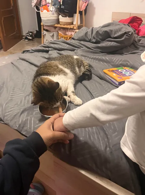 My soul cat is terminally ill, he’ll be crossing the bridge on Monday and idk what to do.