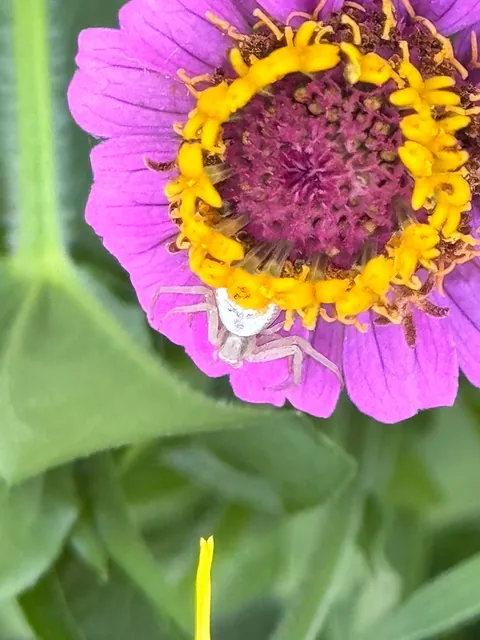 Homegirl has claimed this flower as her own.