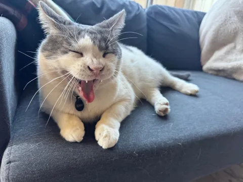 “The internet is gonna love this” - me