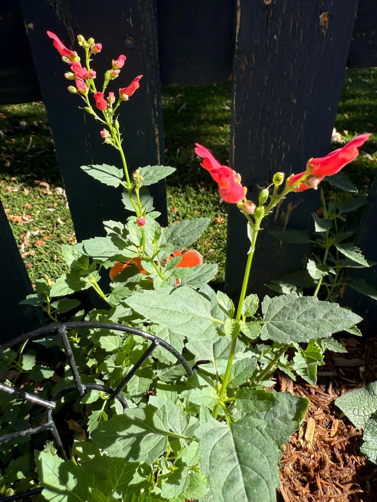 My 2nd year gardening, and I’m proud to share ‘em!