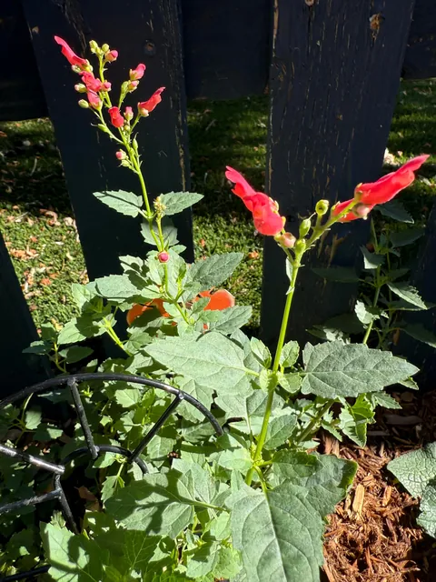 My 2nd year gardening, and I’m proud to share ‘em!