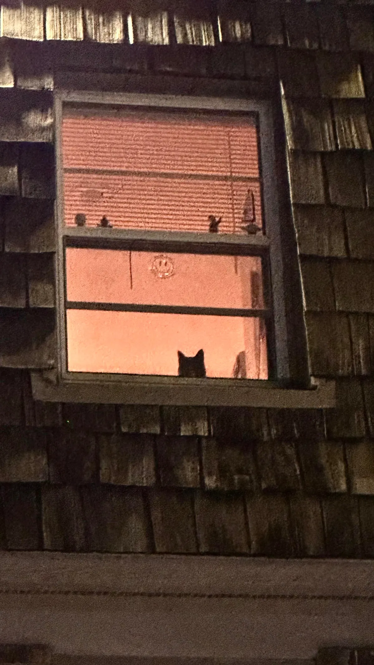 She makes my entire night when I see her looking out the window when I come home from work. Just look at her face!!