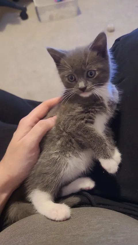 I recently became a cat dad. This is M'aiq the Liar and he has lit up my life.