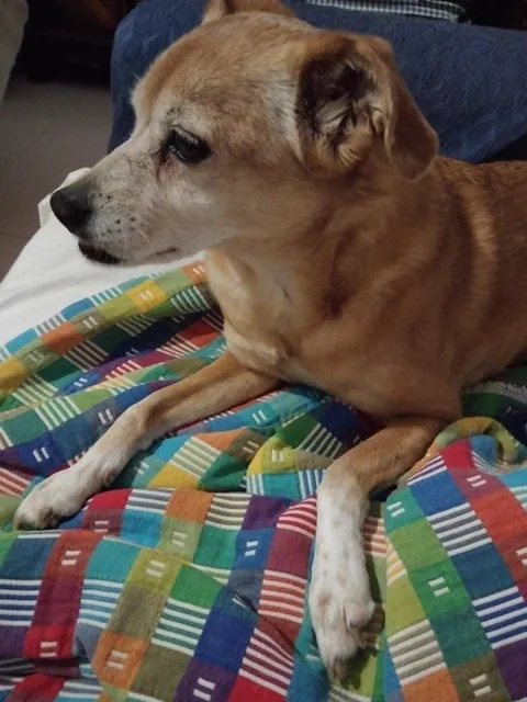 "Am 14 years young yesterday, frens! May I gets sum birthday wishes?" Laika