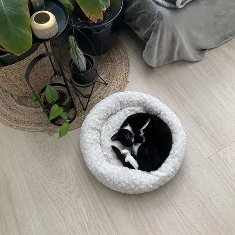 My 13 year old cat “Little Cat” will not stop crying since her surgery and refuses to eat