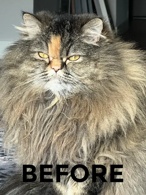 Took my cat to the groomer for a much needed deshed