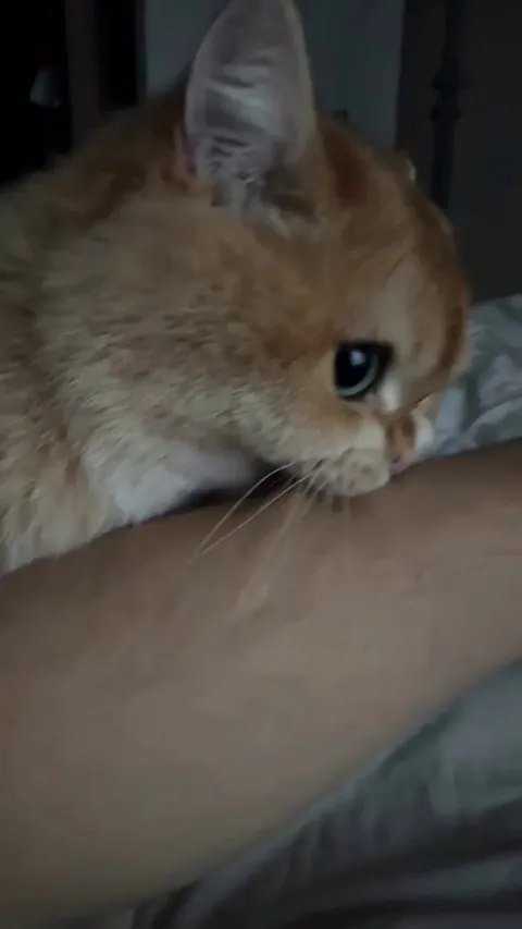 You are only mine hooman
