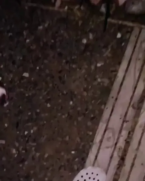 You should always trust a dog’s instincts 