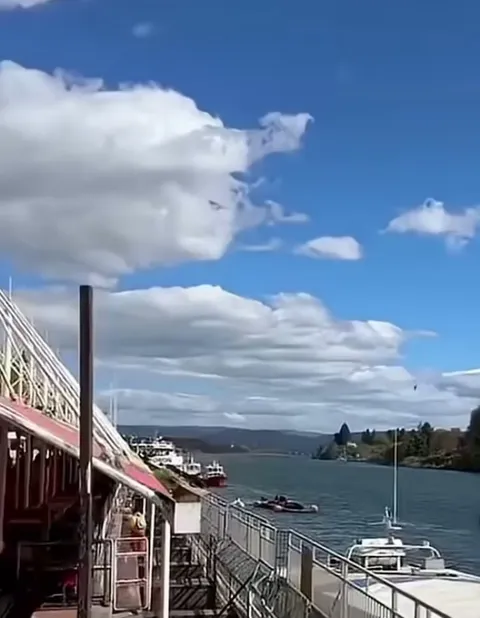 Chillin on the dock when all of a sudden a GIANT seal appears to your left