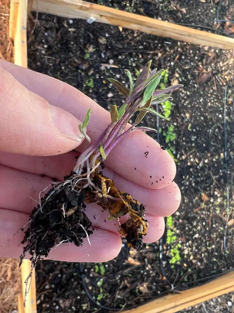 Today I learned not to compost tomatoes 🫠