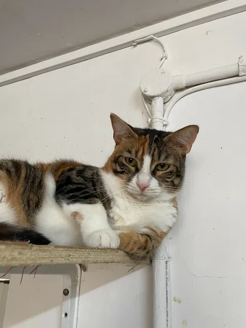 Weekly shelter volunteer: cleaner, not feeder
