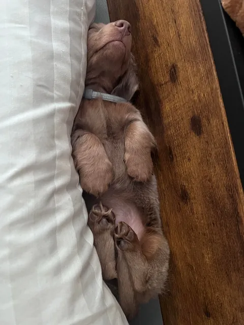 He can literally sleep in any position, anywhere