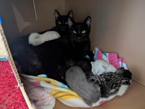 Ever since Banana has given birth whenever she leaves the box her sister, Pumpkin, will stand guard on top.