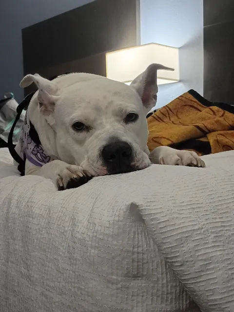 Y'all pray for my dog please. Nothings wrong, she just can't have any of my hibachi 🤣😆