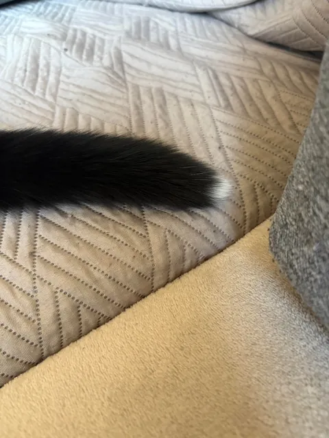 Black nose, black whiskers,  black paws… white tip of tail? 🖤🖤🖤🤍
