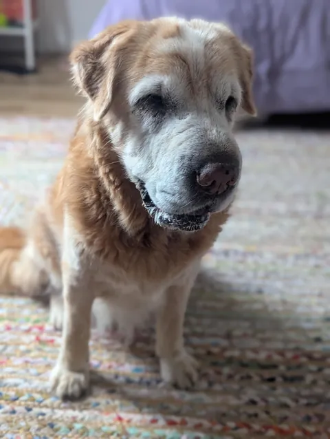 Old doggo thinks he's a pupper