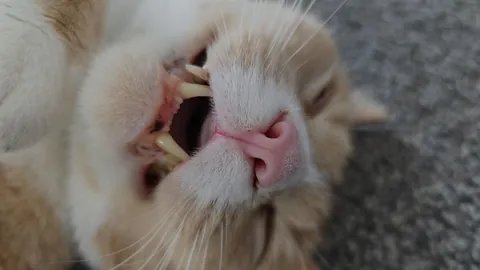 My beautiful boy has few days left to live. Thought I'd share him before he goes on his way