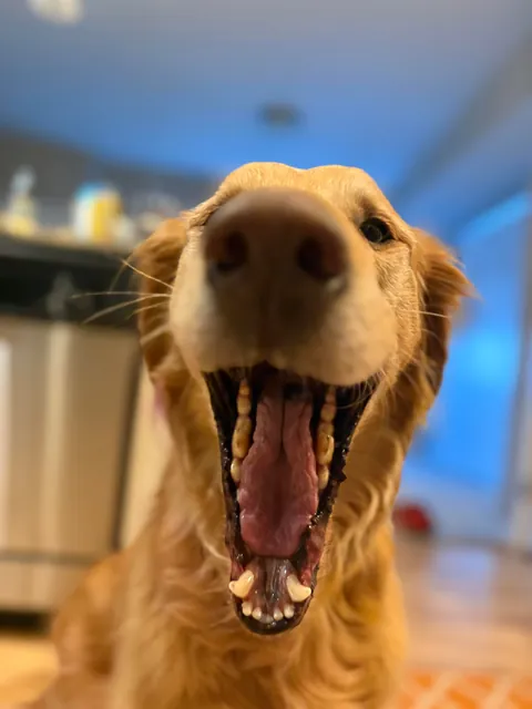 Apple is a real life air bud. Also, scroll to the end for a laugh 🤭