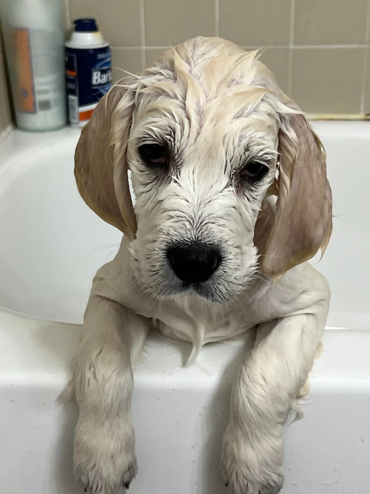 Before/After our 1st bath!
