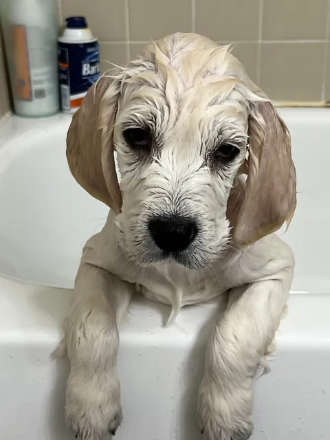 Before/After our 1st bath!