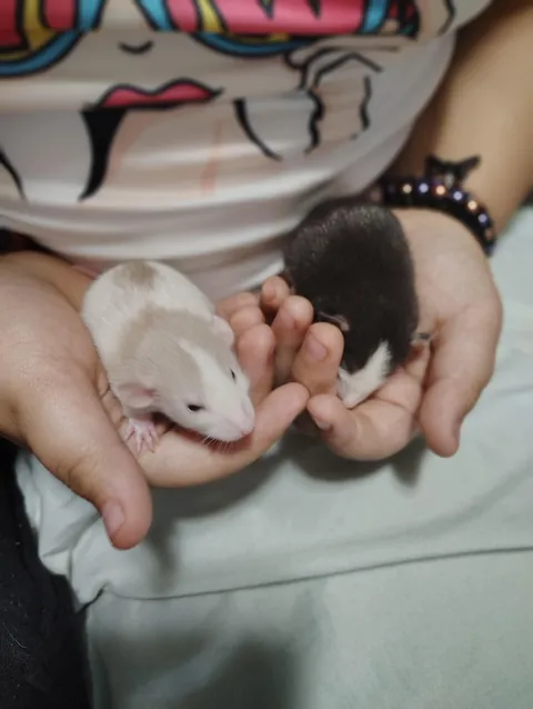 Souplings are two weeks old now