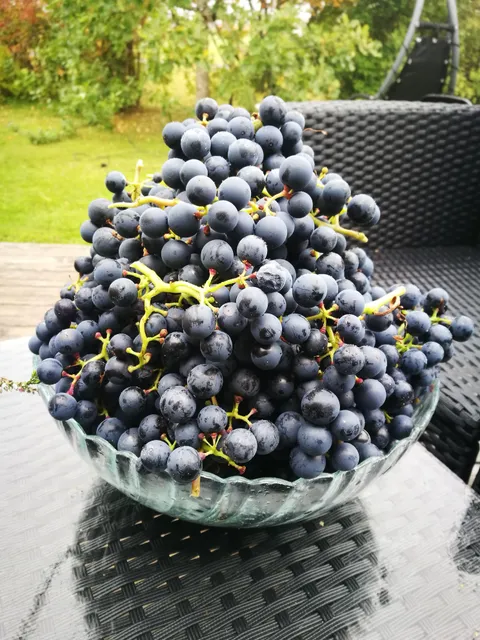 Having a grapevine on your house is purely decorative when you live in Sweden, but this year, with the weather being what was, we hit the jackpot! 🍇🍷